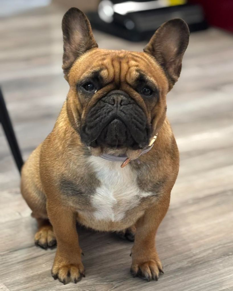 Victoire Of Kingdom Mini Bull