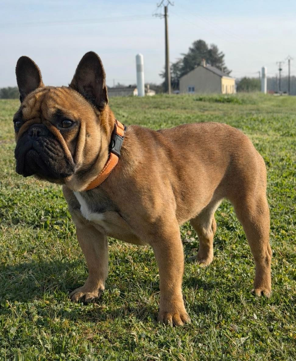 vanity kingdom mini bulls