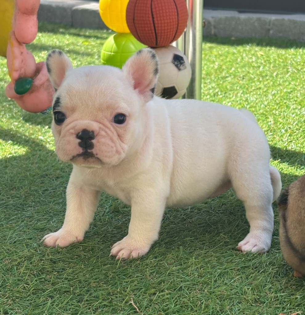 Du Bois D'Athée - Chiots disponibles - Bouledogue français