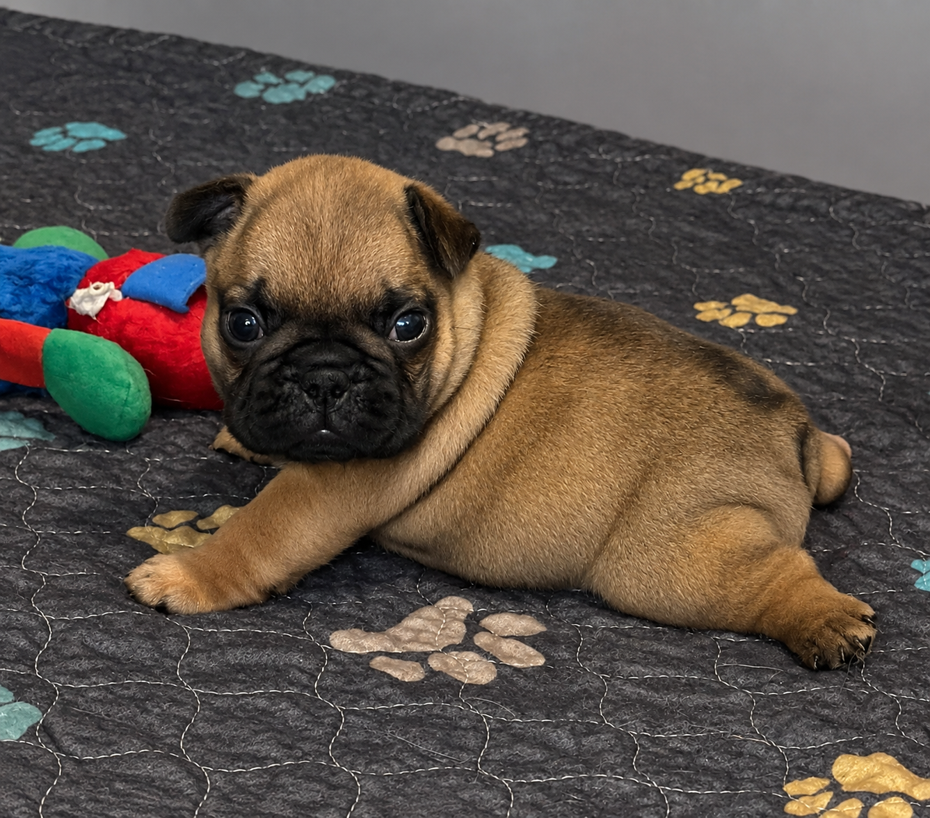 Du Bois D'Athée - Chiots disponibles - Bouledogue français