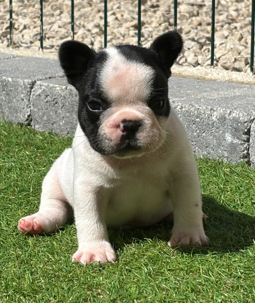 Du Bois D'Athée - Chiots disponibles - Bouledogue français