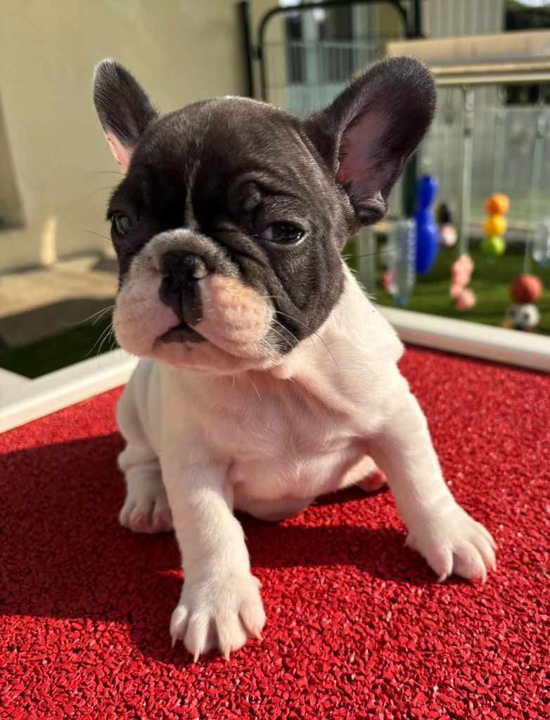 Du Bois D'Athée - Chiots disponibles - Bouledogue français