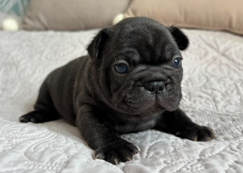 Du Bois D'Athée - Chiots disponibles - Bouledogue français