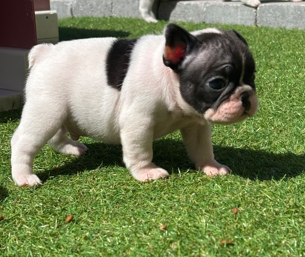Du Bois D'Athée - Chiots disponibles - Bouledogue français