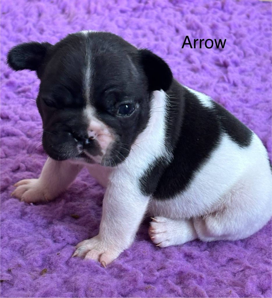 Du Bois D'Athée - Chiots disponibles - Bouledogue français